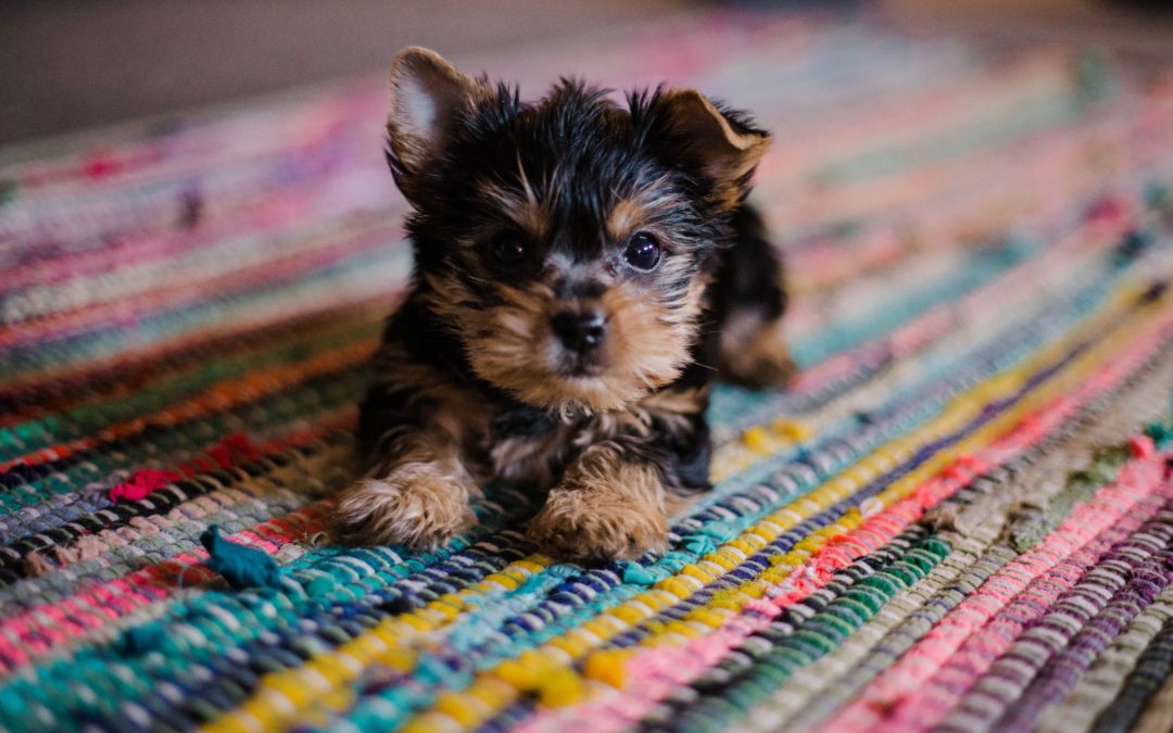 short-coated tan and black puppy close-up photography