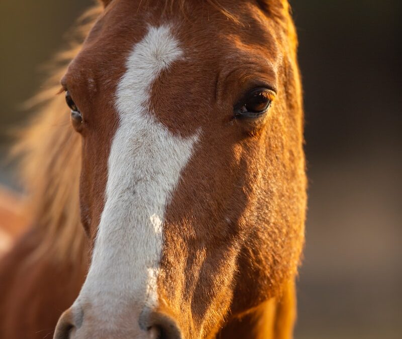 brown and white horse head