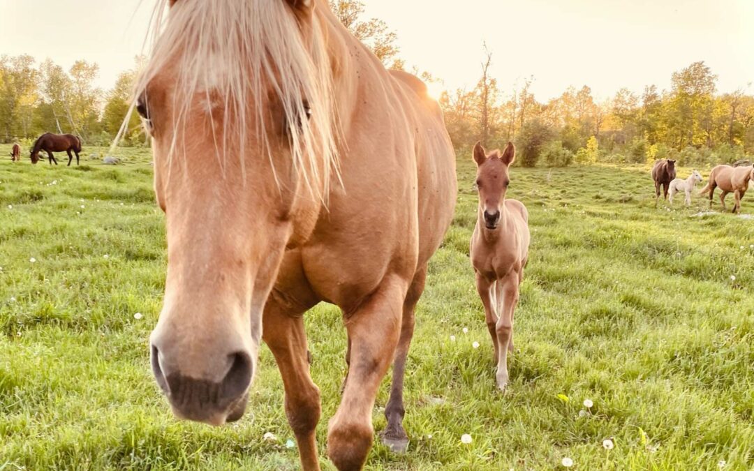 Mare and Foal Handouts – 2026