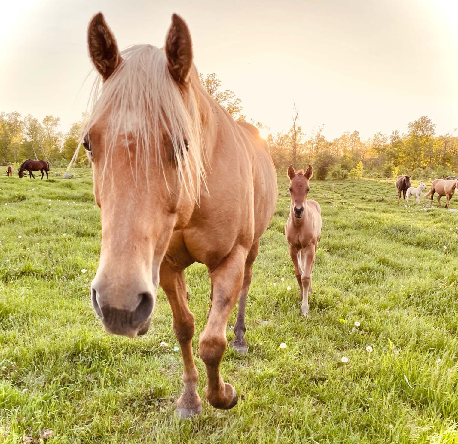Mare and Foal Handouts – 2026