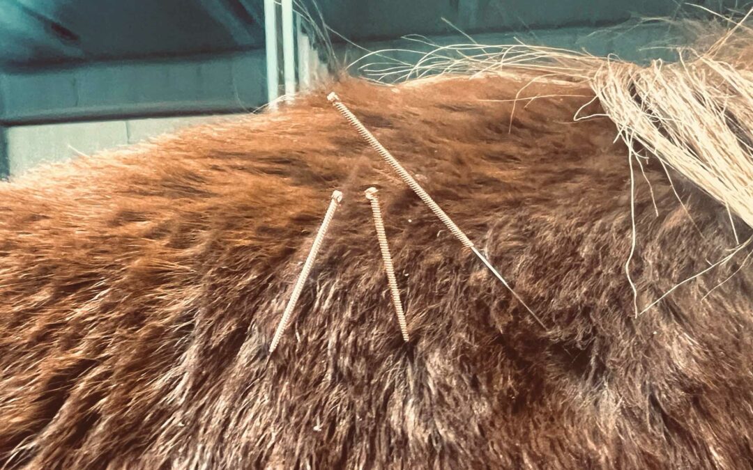 Equine Acupuncture Info – 2026