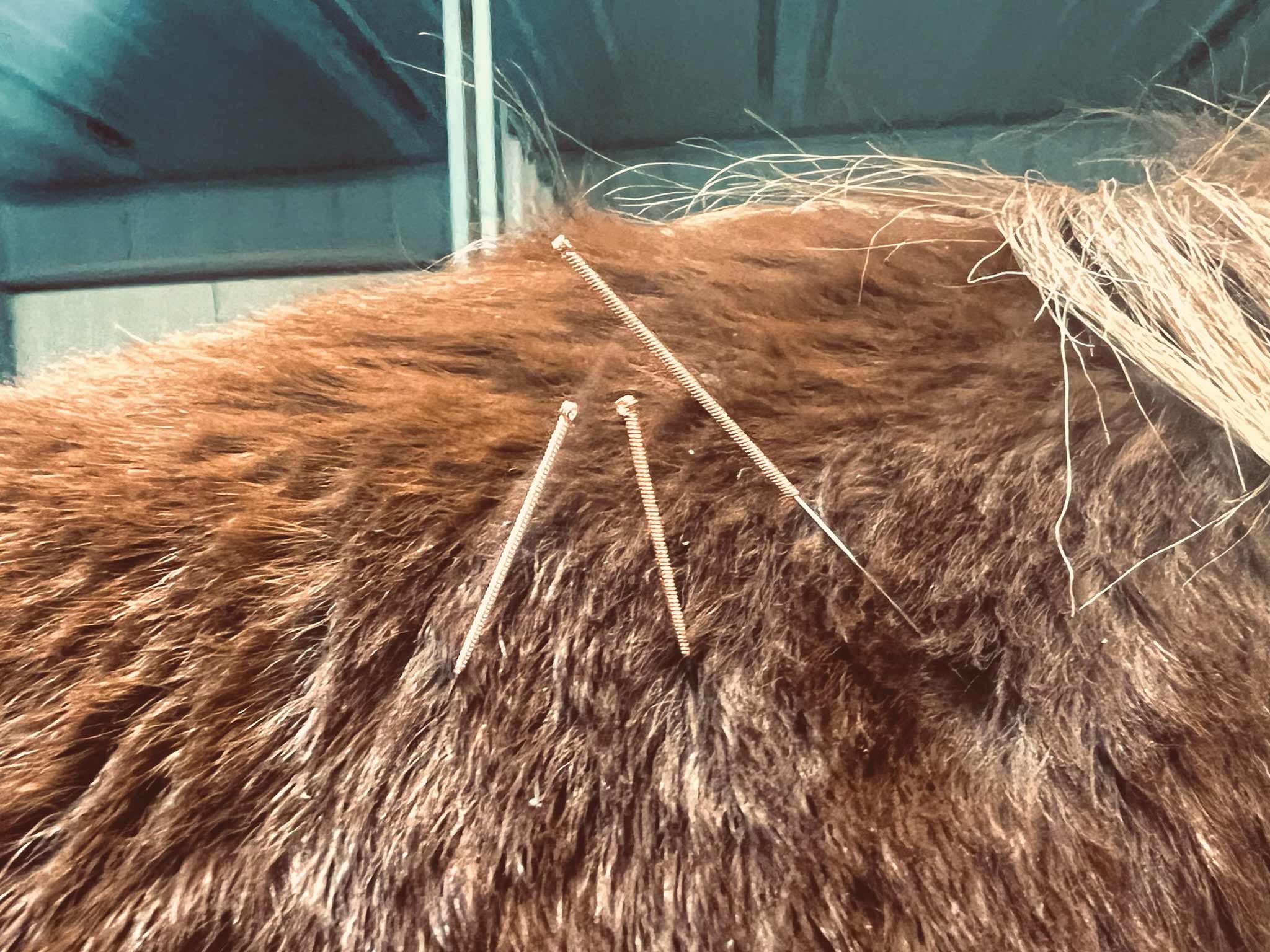 Equine Acupuncture Info – 2026