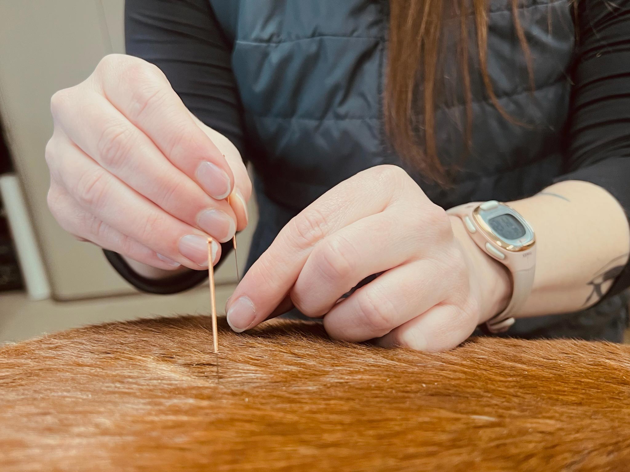 Equine-Acupuncture-Photo