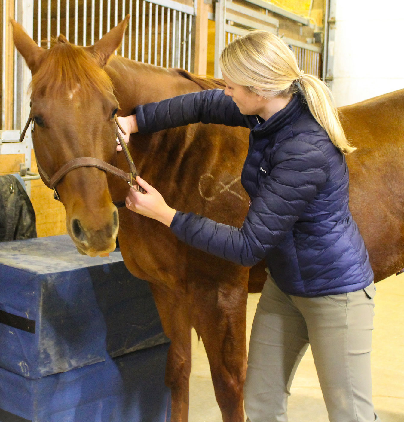 Equine Chiropractic
