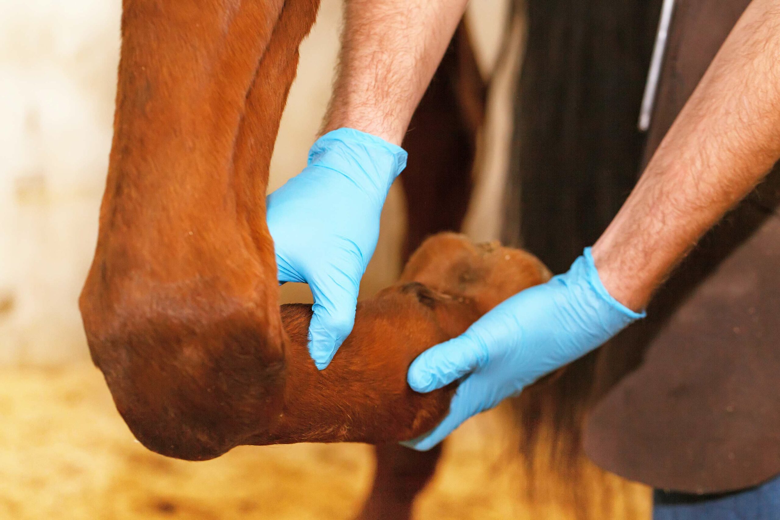 Equine Chiropractic