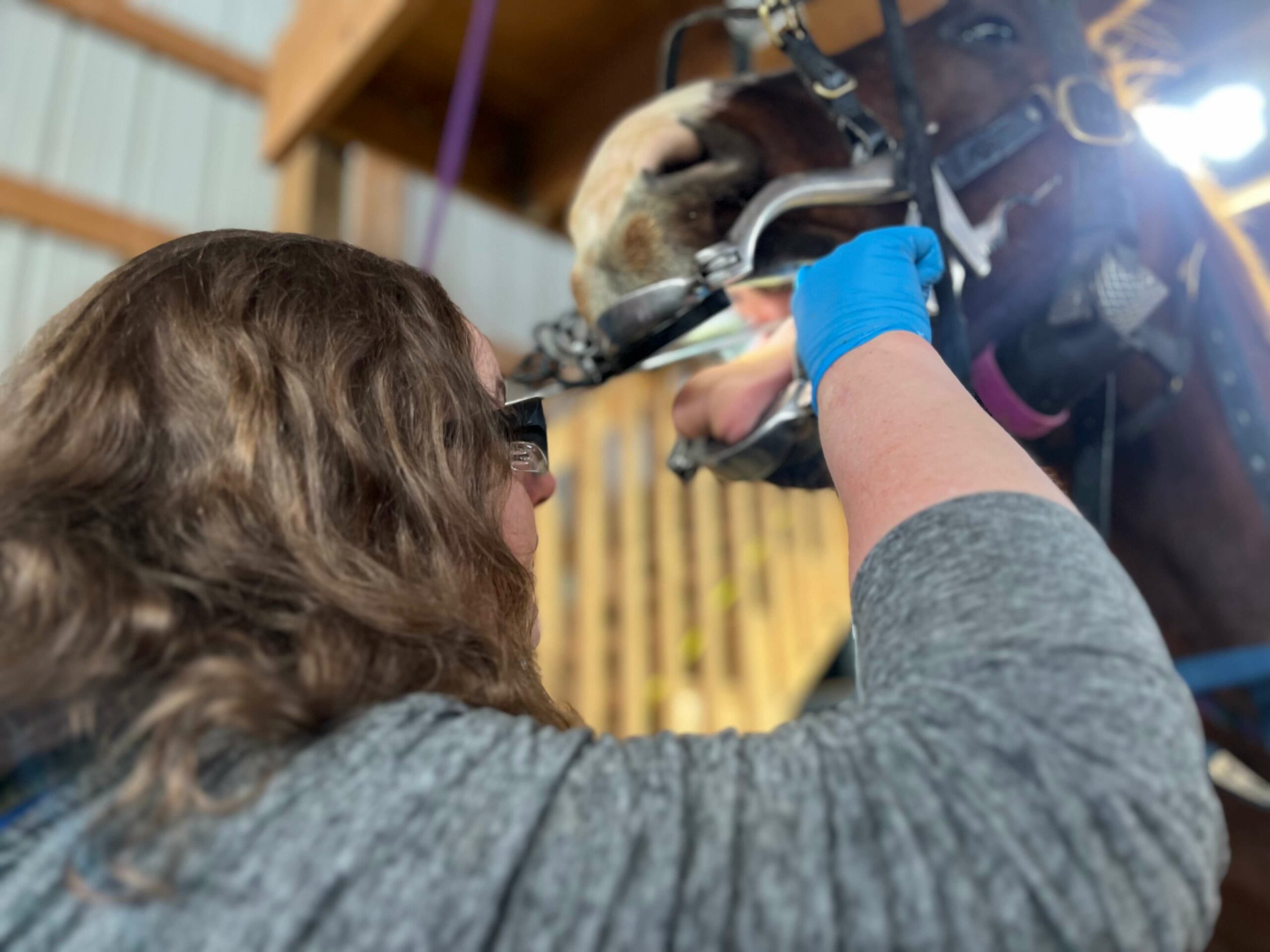 Equine Dentistry