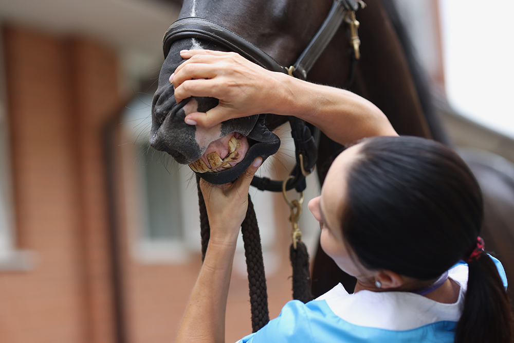 Equine Dentistry