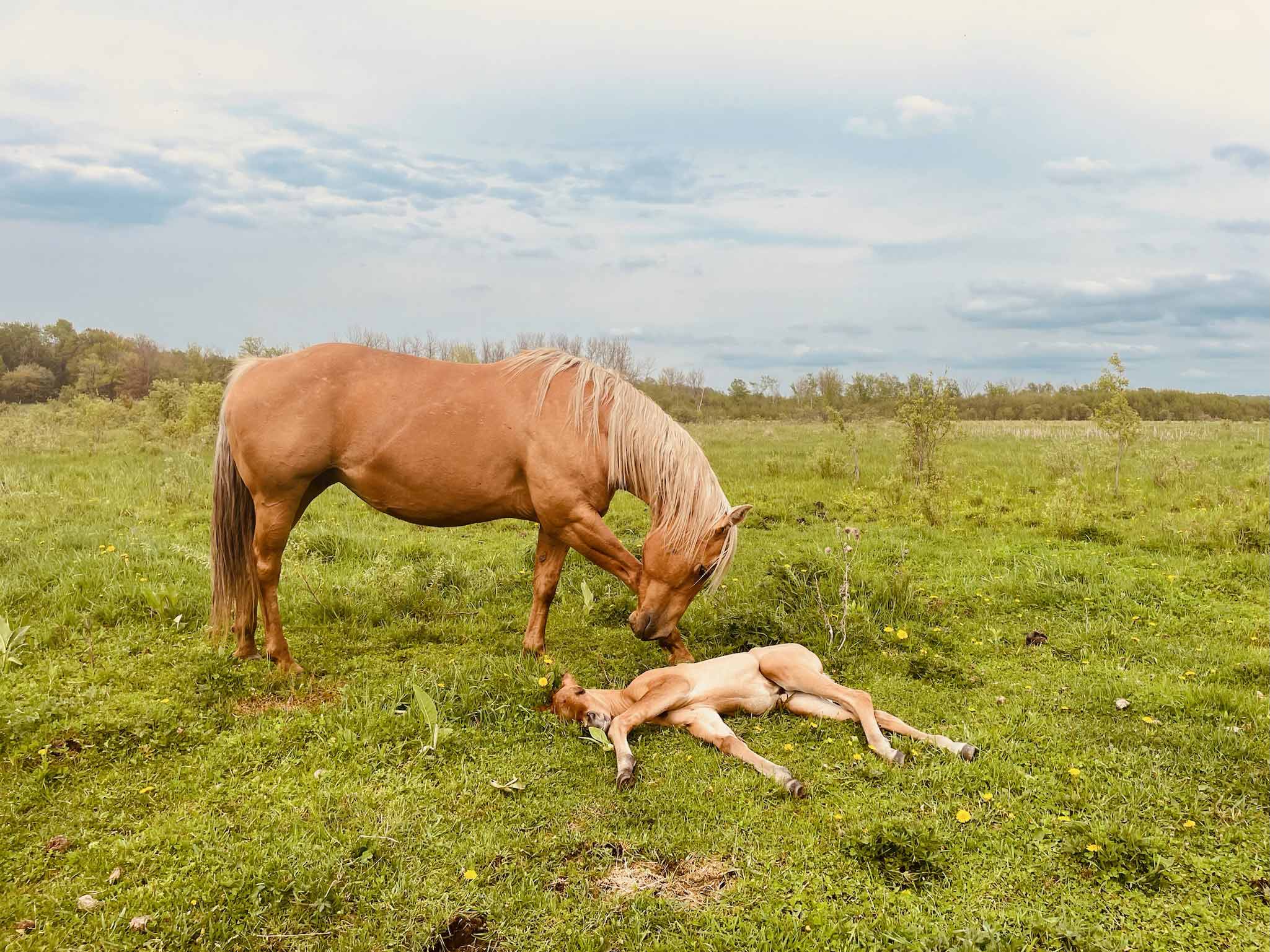 Equine Reproduction