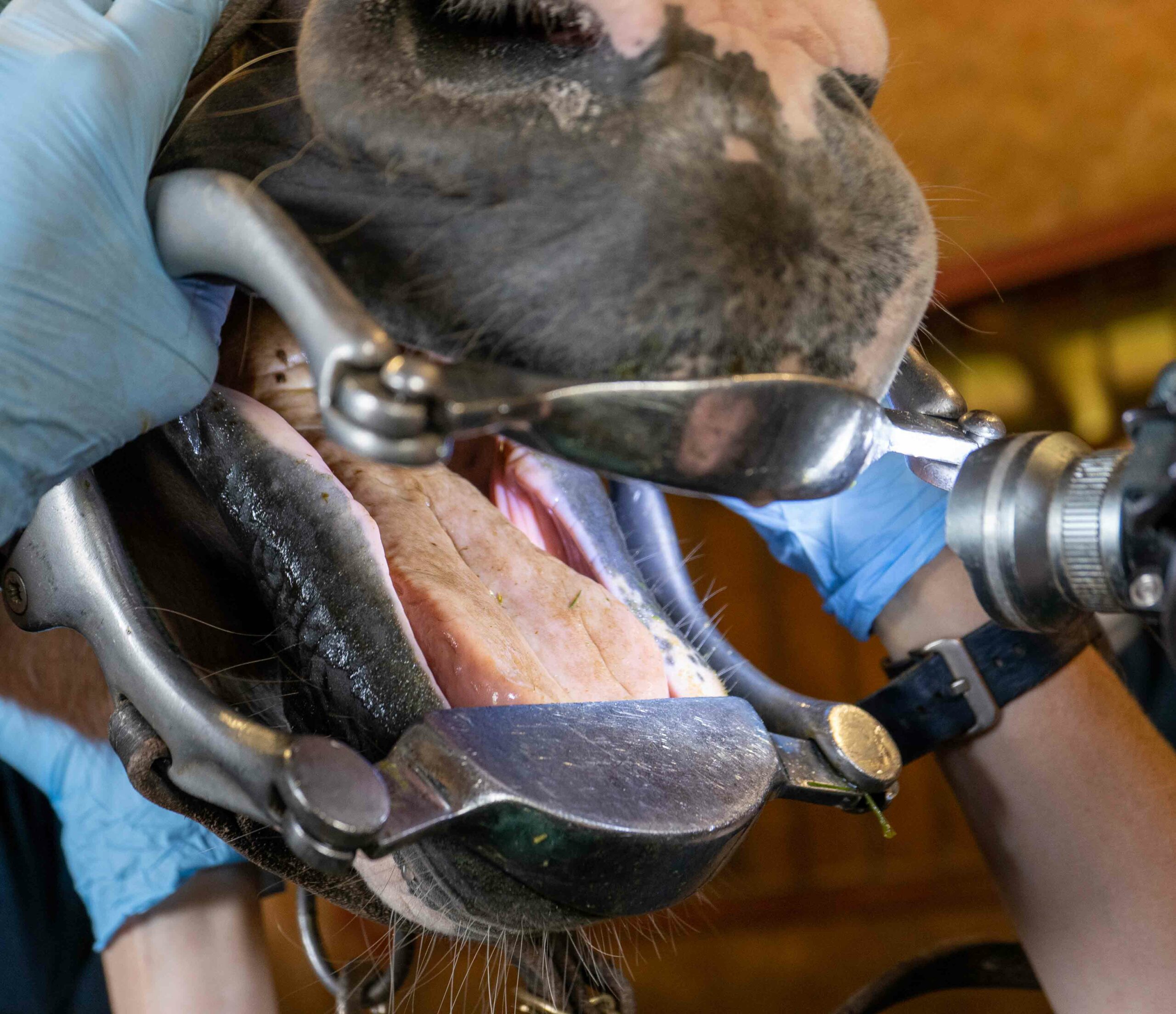 Why Veterinary Dentistry Matters PHoto
