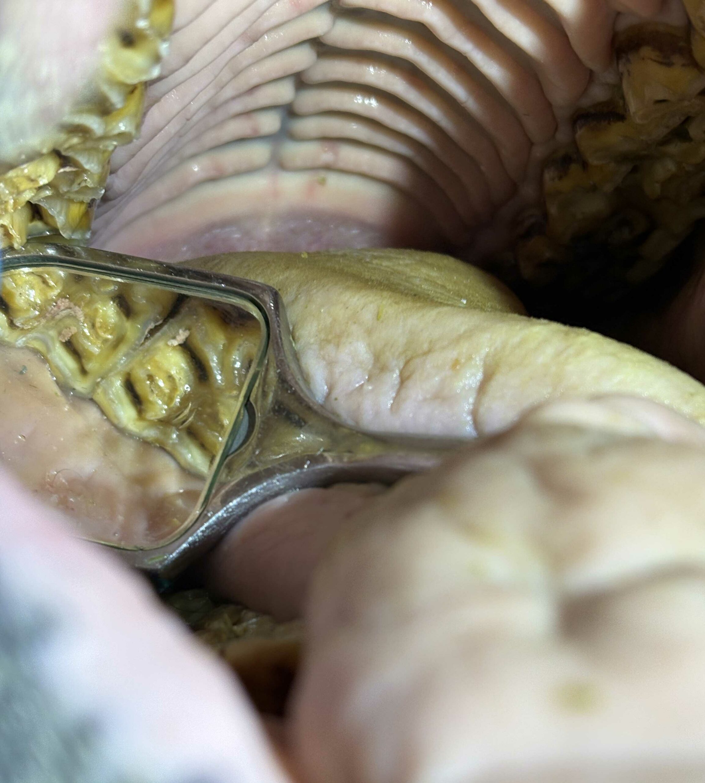Why Veterinary Dentistry Matters