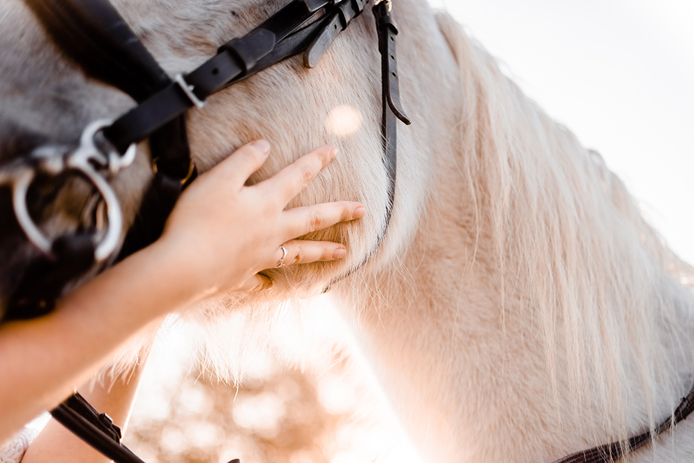 Equine Dermatology