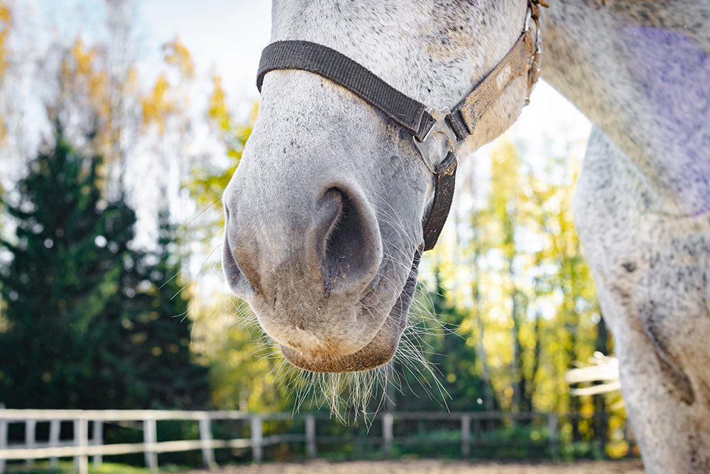 Equine Respiratory Examination