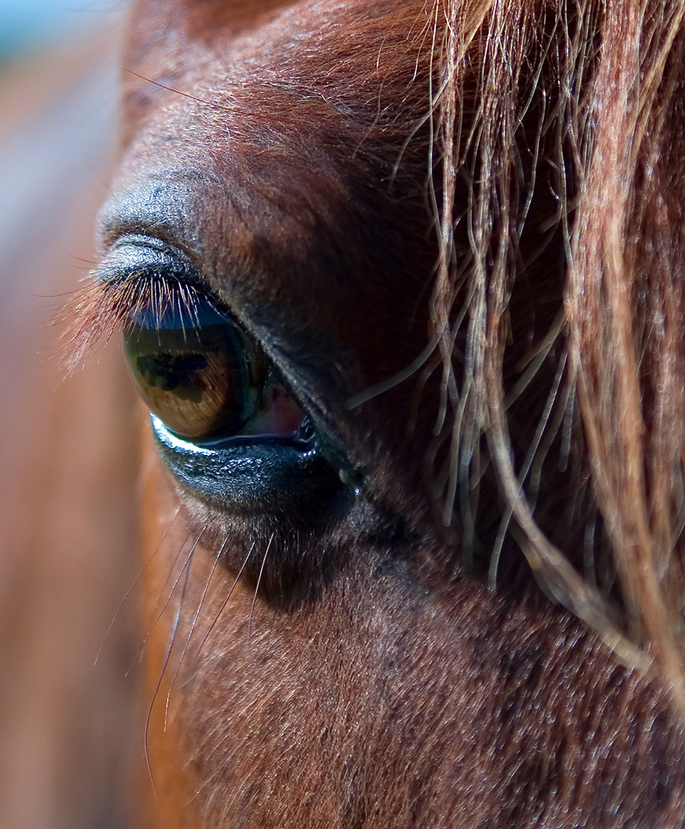 Equine Ophthalmology