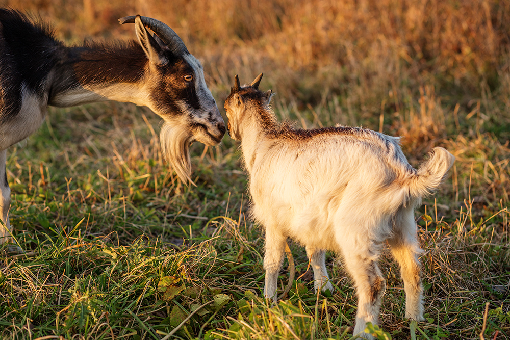 Routine Care Days – Year-Round Half-Price Farm Calls